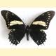 Papilio menatius victorinus