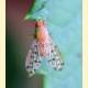 Eusapromyza multipunctata