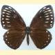 Papilio paradoxa niasicus