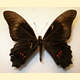 Papilio rogeri