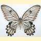 Papilio jordani