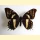 Papilio cacicus mendozaensis