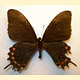 Papilio erostratus vazquezae