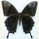 Papilio ulysses