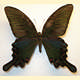 Papilio bianor amamiensis
