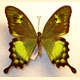 Papilio neumoegeni