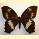 Papilio woodfordi