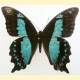 Papilio desmondi