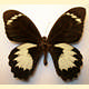 Papilio aegeus ormenus