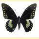 Papilio birchallii
