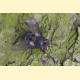 Hubneria affinis