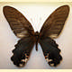 Papilio alcmenor