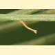 Eupithecia tantillaria
