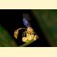 Liostenogaster nitidipennis