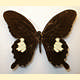 Papilio nephelus