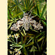 Sphingoneopsis gorgoniades