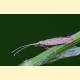 Coleophora absinthii