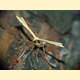 Gillmeria pallidactyla