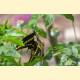Papilio thoas thoantiades