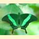 Papilio palinurus daedalus