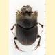 Onthophagus furcatus