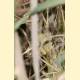 Colias croceus