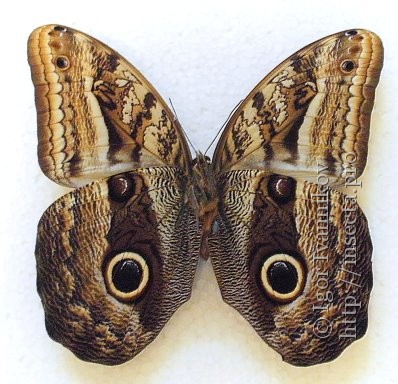 Caligo illioneus