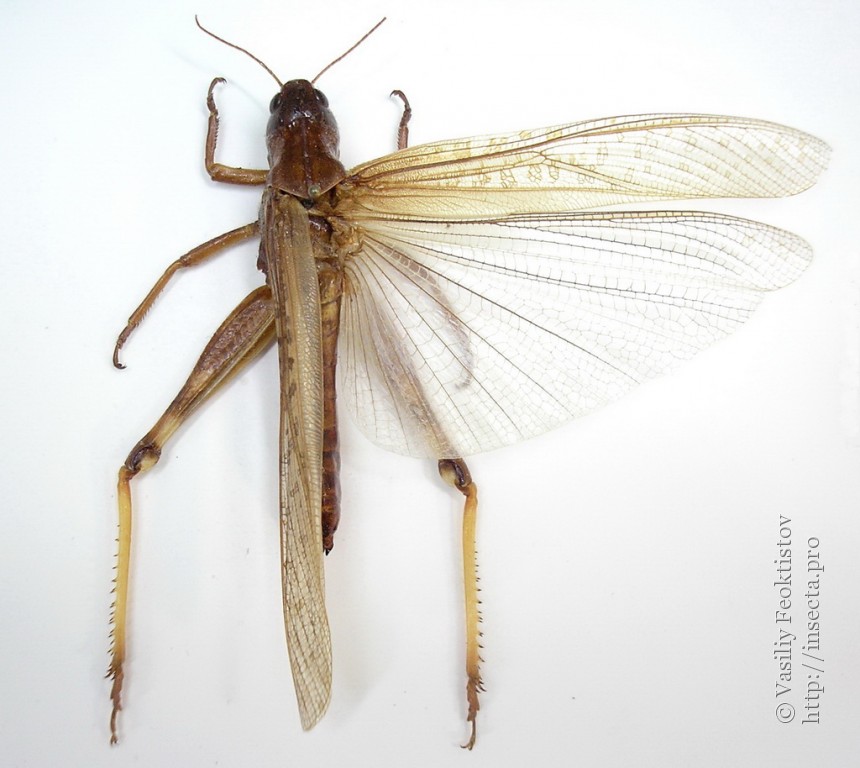 Locusta migratoria (Linnaeus, 1758)