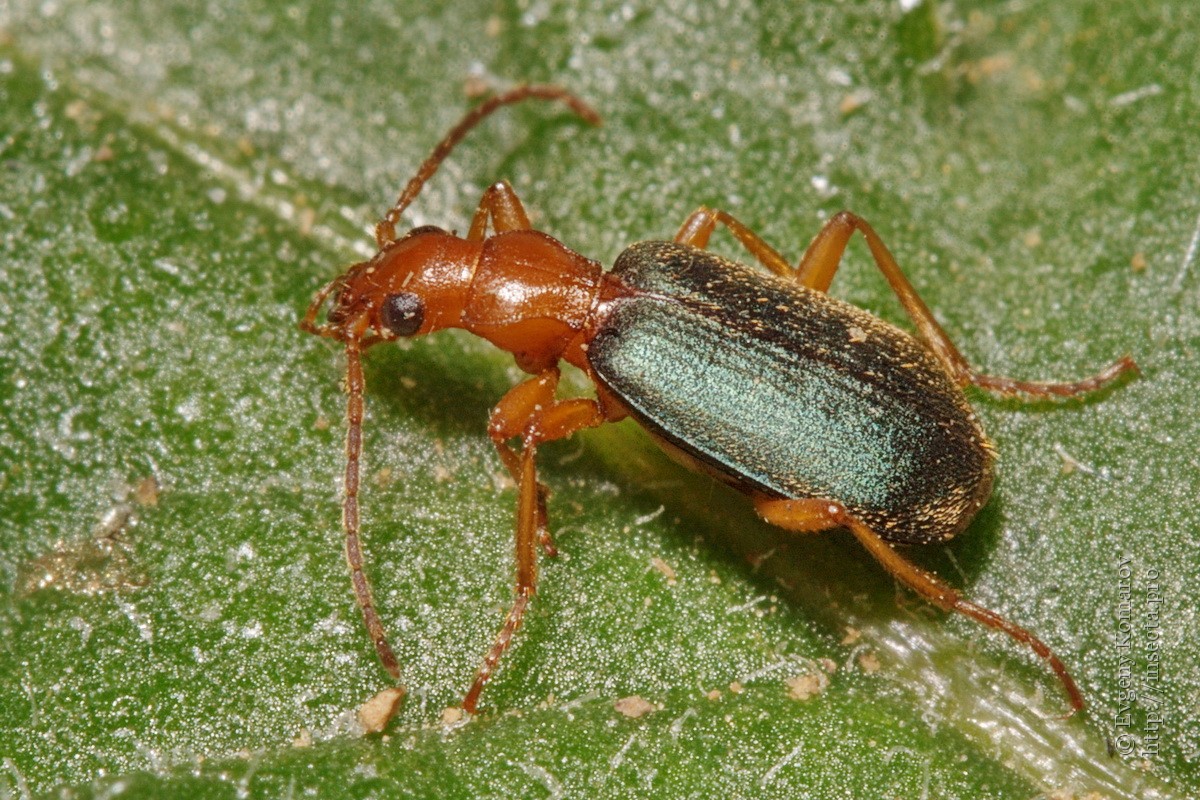 Brachinus elegans