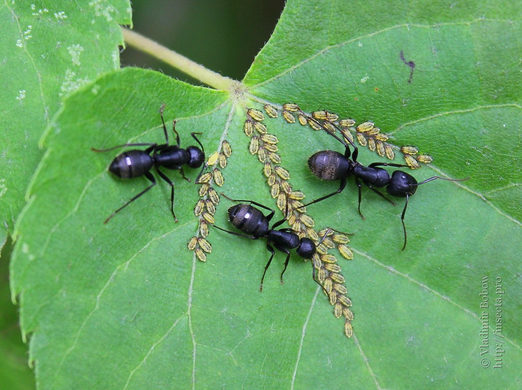 Сколько муравей в мире. Муравей древоточец. Виды муравьев. Муравьи обитающие в России. Разные муравьи.
