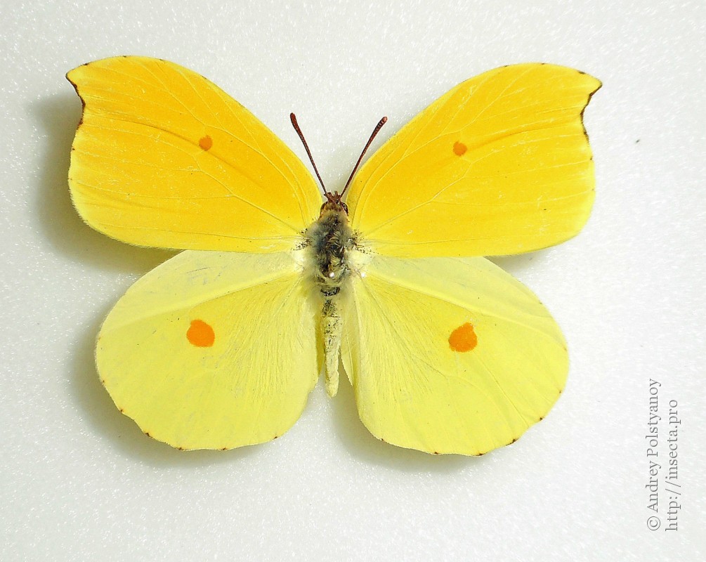 Бабочка лимонница крушинница. Бабочка крушинница обыкновенная. Бабочка лимонница самка. Лимон бабочка лимонница.