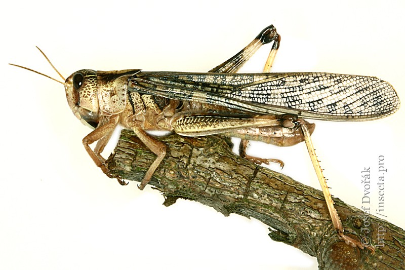 Locusta migratoria migratorioides (Reiche, L. J. & Fairmaire