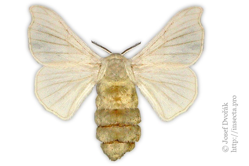 Moth Maulbeerspinner Bombyx Mori Print From 1912 Little Man Female | eBay
