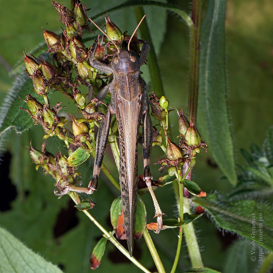 Photo #79407: Locusta migratoria