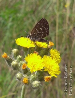 Neolycaena rhymnus