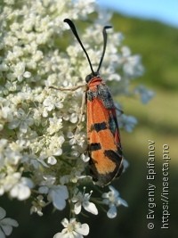 Zygaena laeta