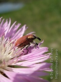 Larinus ruber