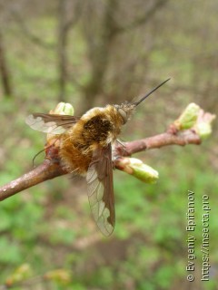 Bombylius major