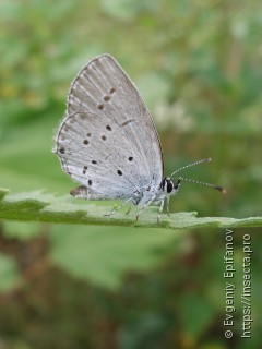 Cupido decolorata