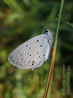 Cupido decolorata