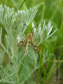 Chamaesphecia astatiformis