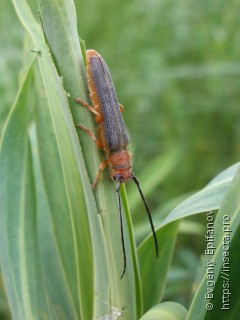 Oberea erythrocephala