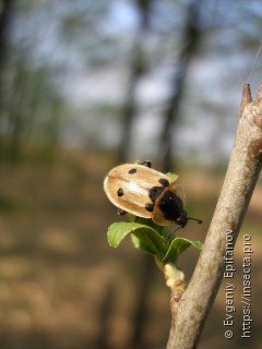 Dendroxena quadrimaculata