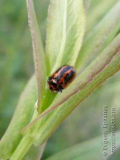 Pilemostoma fastuosum