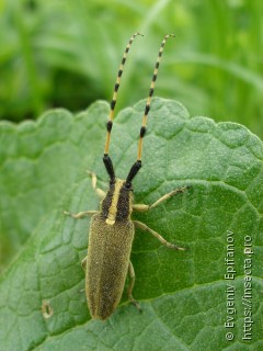 Agapanthia kirbyi