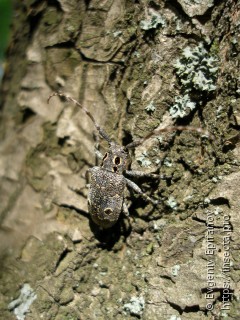 Имаго  Mesosa curculionoides