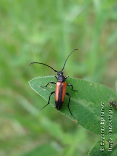 Stenurella melanura