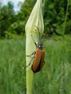 Stenocorus quercus