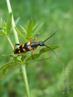 Strangalia attenuata