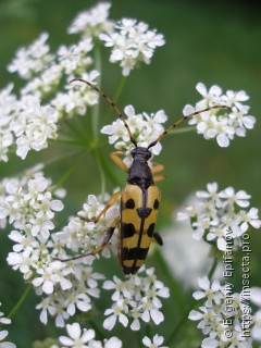 Rutpela maculata